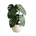 Monstera Leaf Drink Coasters